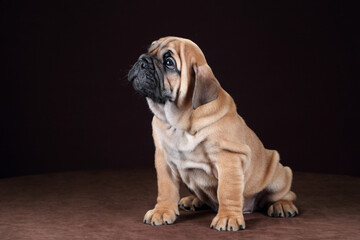 Wall Mural - Cute little continental bulldog puppy