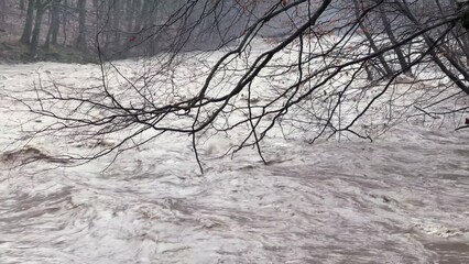 Wall Mural - Ukraine, Carpathians, Transcarpathia, severe flooding in the mountains in winter after rains, a mass of water flows into the valleys, a tree branch falls into the water and endlessly plays with the mo