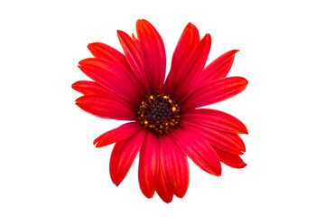 Sticker - red Osteospermum flower isolated