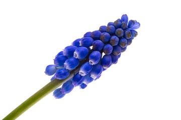 Sticker - muscari isolated