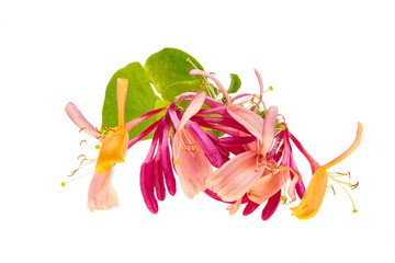 Sticker - red honeysuckle flower isolated