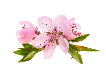 Wall Mural - pink sakura flowers isolated