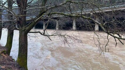 Wall Mural - Ukraine, Carpathians, Transcarpathia, severe flooding in the mountains in winter after rains, a mass of water flows into the valleys, a tree branch falls into the water and endlessly plays with the mo