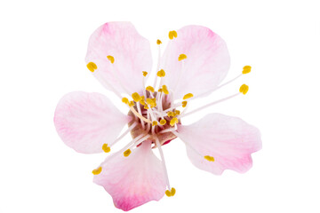 Canvas Print - pink sakura flowers isolated