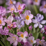 Fototapeta Kwiaty - Spring flower background