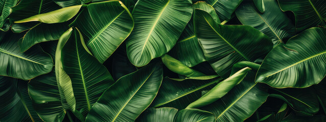  A dense array of vibrant green banana leaves creates a lush, tropical texture.