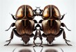 animal06 rhinoceros beetles bug insect grub coleopteran fly entomology animal transparent background cutout. Generative AI