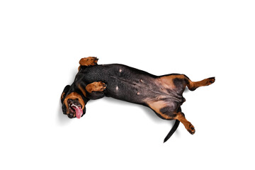 Wall Mural - Playful, happy, purebred dog, Dachshund lying on back with paws up, playing enjoying isolated over white studio background. Concept of domestic animal, pet care, dog friend, happiness