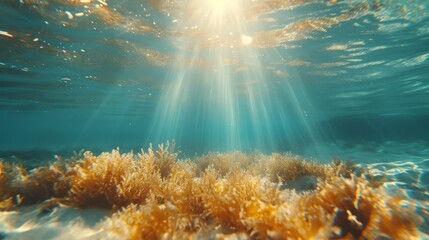 Wall Mural - Seaweed and Sunlight in transparent clear underwater background 