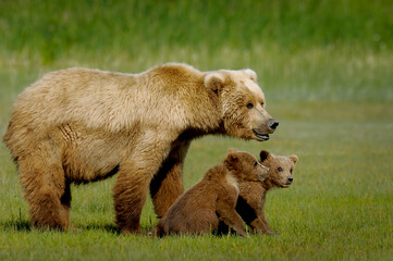 Mother grizzly bear with her cubs in a green meadow