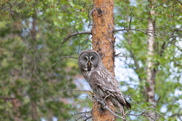 Canvas Print - Great gray owl sitting on a tree branch close up