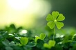 Light background with three-leaved shamrocks, Lucky Irish Four Leaf Clover in the Field for St. Patricks Day holiday symbol. with three-leaved shamrocks, St. Patrick's day holiday symbol