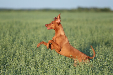 Sticker - Beautiful Vizsla dog running through the tall grass