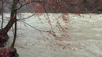 Wall Mural - Ukraine, Carpathians, severe flooding in the mountains in winter, a mass of water flows, a tree branch falls into the water and endlessly plays with the movement of elasticity