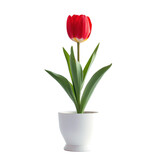 Fototapeta Tulipany - realistic photo of Tulip flower in minimalist pot isolated on flat  on transparency background PNG