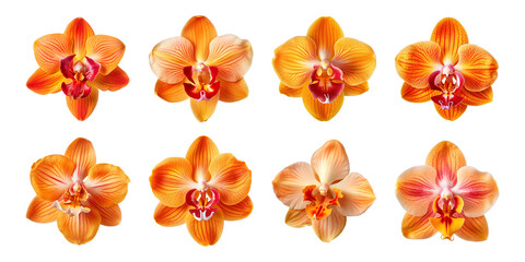 Wall Mural - Collection of orange orchid flowers on a transparent background, PNG, top view