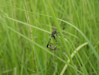 Wall Mural - dragonfly on the grass