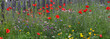 Wildblumen-Wiese am Zaun im Sommer, Panorama 