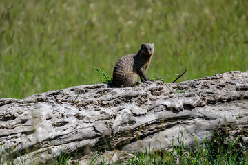 Wall Mural - gray striped mongooses in green grass in natural conditions on a sunny day in Kenya