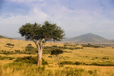 Fototapeta Sawanna - Drzewa akacji na afrykańskiej sawannie w świetle zachodzącego słońca 