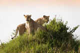 Fototapeta Sawanna - Klan lwic na afrykańskiej sawannie w Masai Mara National Park Kenya