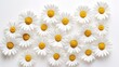 © Blinix Solutions - Minimalist Daisy Harmony
