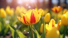 Beautiful Yellow And Red Tulip At The Field. Concept Of Spring Nature With Smooth Bokeh Sun Light Background.