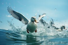 A White And Brown Beautiful Goose Is Flying And Floating In A Blue Ocean With Sun Rising Above During The Morning