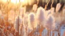 Beautiful Fluffy Stems At The Meadow In Winter Season. Pampas Grass On A Smooth Blurry And Sun Light In The Morning Bokeh Background.