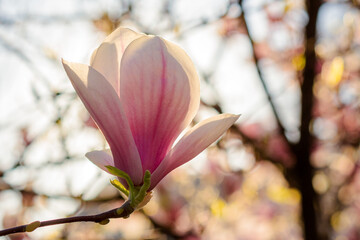 Wall Mural - big pink bud of magnolia tree in blossom. beautiful natural background in spring