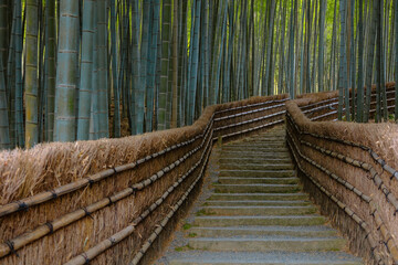 Wall Mural - A Bamboo Grove at Adashino Nenbutsuji Temple in Kyoto, Japan