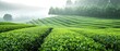 Fabulous tea plants encompassed by clear skies offer a misty rural atmosphere and space, Generative AI.
