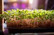 Fresh microgreens growing in planter, illuminated by a grow light. Generative AI.