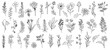 Set of tiny wild flowers and plants line art vector botanical illustrations. Trendy greenery hand drawn black ink sketches collection. Modern design for logo, tattoo, wall art, branding and packaging.