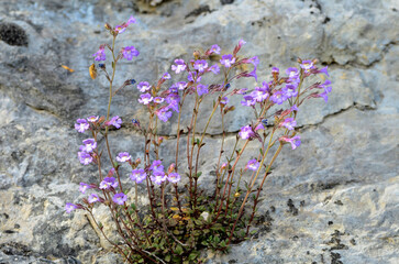 Poster - Chaenorhinum origanifolium is a rock plant native to the Iberian Peninsula and the Balearic Islands.