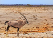 Isolated Gemsbok Oryx standing on the African Plains