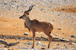 Beautiful adult male Buck Kudu standing on the dry plains, with magnificent spiral horns