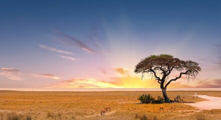 acacia tree with etosha pan in the distance with a few springbok feeding on the dry yellow african p