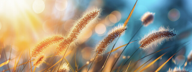 Wall Mural - nature, plant, grass, summer, meadow, sunlight