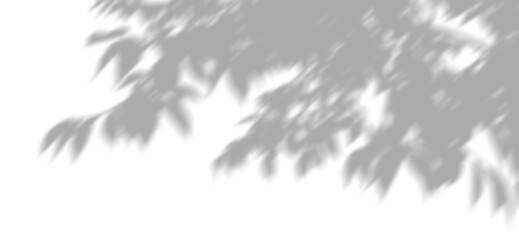 Wall Mural - tree branches shade clipart on transparent backgrounds 3d rendering png