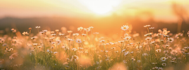 Wall Mural - sunset in the field