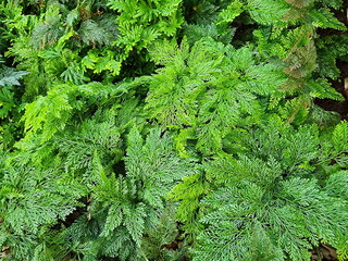 Wall Mural - Green leaf Davallia fern (Davallia trichomanoides Bl) Stem: has creeping rhizomes. Covered with brown scales The leaves are composed of 3 - 4 feathery layers. The rhizome is covered with many scales 
