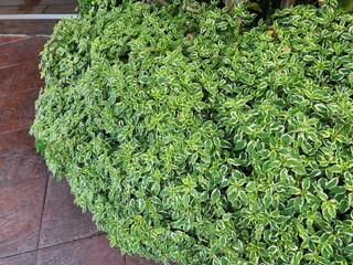 Sticker - Chinese violets have bright green leaves speckled with soft white at the edges. Planted in gardens with brown tiled walkways. Asystasia gangetica (L.) Anderson 'Variegata' is suitable for garden decor