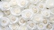 © candra - beautiful white rose background.