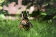 cute borwn rex rabbit posing on grass in summer