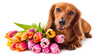 Brown Dog Sitting Next to Bunch of Flowers