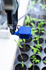 Fototapete - A robot in a greenhouse evaluates the quality of tomato seedlings using a sensor. Smart farming concept