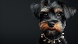 Adorned Yorkshire Terrier with Captivating Gaze, charming Yorkshire Terrier gazes intently, sporting an elegant, bejeweled collar that adds a touch of luxury to its delightful expression