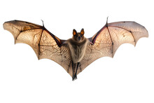 Flying Bat Isolated On White Background