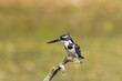 Beautiful Pied Kingfisher perched, looking for food